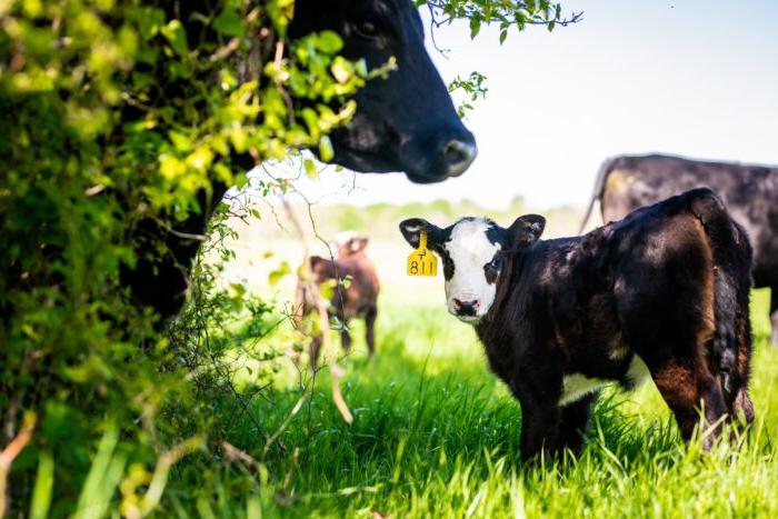 A photo of a black cow calf with a white face looking toward the camera. Other cows are visible in the background. The calf has a yellow ear tag that reads "118"